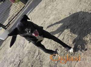 Mlado štene crne mešanke, udomljavanje!